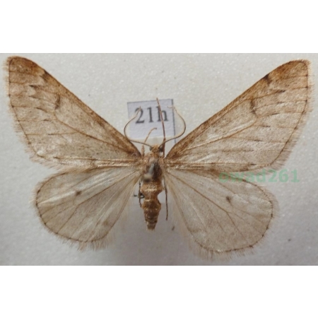 Alsophila aescularia (Denis & Schiffermüller, 1775) Nierównik kasztaniak Czech21h